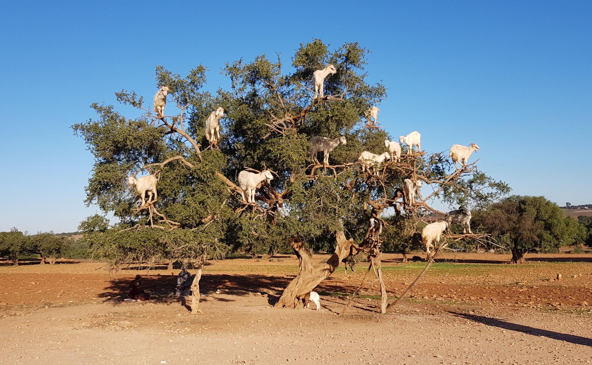 Coopérative d'huile d'argan près d'Essaouira