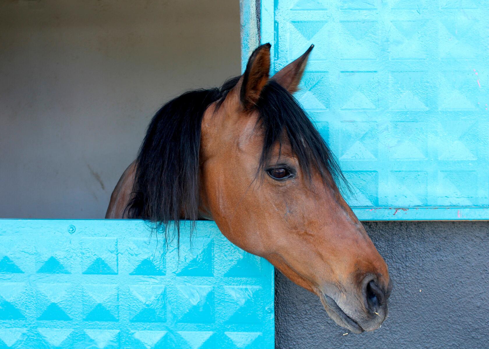 Chevaux sur la plage atlantique